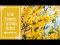 5 Fan Favorite Forsythia Bushes | NatureHills.com