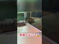 魚が食べたいリクガメ