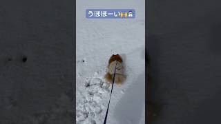 いーぬは喜び🎶庭駆け回り🎵　　#雪に大興奮　#まだまだ子犬