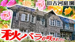 【旧古河庭園2024🌹】が、たいへんな事になってました・・【旧古河庭園の秋バラ】(散策編♪)