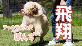 【犬】ドッグランで全力ジャンプ！【チャウチャウ】