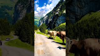Swiss Cows & Ox In Switzerland