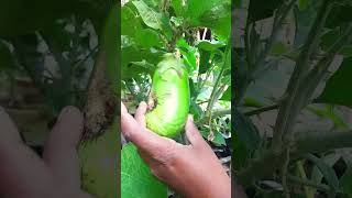 Harvesting vegetables #gardening #organicgardening #farming #garden #shorts #66