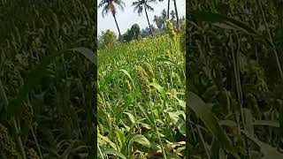 சோளம் விதைத்து நேரடியாக அறுவடை/cultivating then yielding only#tamil #subscribe #விவசாயம்#nsknature