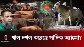 কোটি টাকার গরু, লাখ টাকার ছাগল আনা সাদিক অ্যাগ্রোতে হঠাৎ অভিযান কেন? | Sadeeq Agro | Independent TV