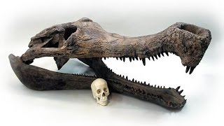 Tarihte Yaşamış En Büyük Timsah *** Sarcosuchus ***