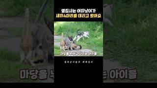 어미냥이가 새끼고양이 4마리와 함께 나타났어요 #고양이 #베베집사 #길냥이