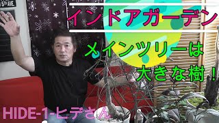 【屋内の演出】インドアガーデンを楽しむために植物園を参考にするといろいろアイデアがわいてくる！　アンティーク調の鉢カバーや台を使ってさらにグレードを上げよう。