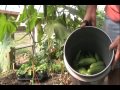 greenhouse picking and grinning