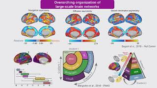 OHBM 2024 | Symposium | Davide Momi |  Dissecting the spatio-temporal connectivity dynamics of the…