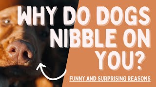 Why Do Dogs Nibble on You? Funny and Surprising Reasons