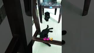 എഴുന്നേറ്റ് വാടാ 🤣🤣🤣#cat #catcomedy #kittens #catlover #catvideos #simba