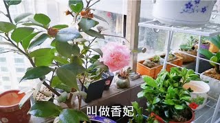 茶花香妃的养护和配土，这两种肥施起来，花开爆盆，香气四溢。