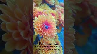 Pollination, check out full lecture on my channel #biology #science #reproduction #plantbiology