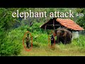 How can a mother elephant take care of her baby without thinking about her own life? elephant attack