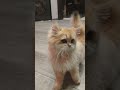 Ма ты звала Персик котенок cat catlover красавчик kitten cute