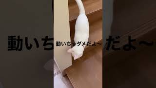 猫に『だるまさんがころんだ』を仕掛けたらこうなった #shorts #猫 #白猫 #だるまさんがころんだ