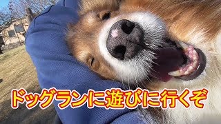 【可愛いシェルティ】ドッグランへ遊びに行くぞ