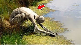 जब दलदल से निकली ऐसी भयानक चीज़ें। when dangerous things found on swamp