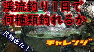 渓流釣り1日で何種類の魚が釣れるかチャレンジ‼オショロコマ、尺イワナも釣れたよ‼札幌近郊