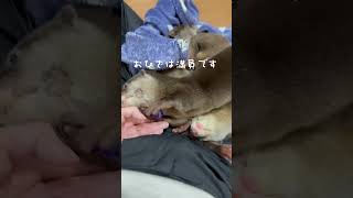 カワウソ三兄弟のお気にいりの場所【otter】 #otter #カワウソ