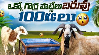 ఒక్కో గొర్రె పొట్టేలు బరువు 100 కిలోలు | Each sheep weighs 100 kg | karshakavani