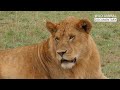 lions vs buffalo the journey to resist the apex predators wild animal documentary