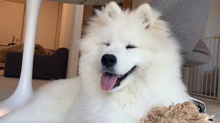 ［English subtitles］So big in 6 months of age 🎉【samoyed】