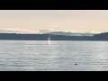 whales near mukilteo