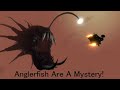 Anglerfish Are A Mystery