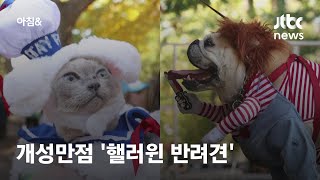 핼러윈 앞두고…뉴욕 도심 점령한 반려견 / JTBC 아침\u0026