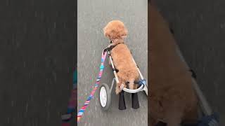 今日のお散歩2023/03/17 #トイプードル #車椅子犬 #wheelchairdog #shorts