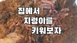 실내에서 지렁이 키우기! (+ 먹이 주는 방법)