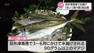 「めいつ美々鯵」の今季の出荷が始まる