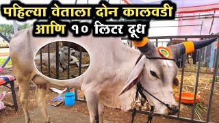 पहिल्या वेताला दोन कालवडी आणि 10 लिटर दूध.milk record