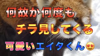 【円山動物園レッサーパンダ】何故か何度もチラ見してくる可愛いエイタくん😍