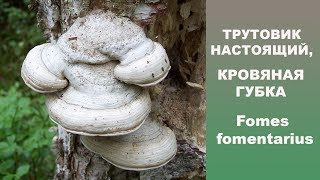 Кровяная губка -Трутовик настоящий. Fomes fomentarius