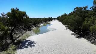 Signs of the Apocalypse  - Millions of dead fish in river. #apocalypse #fish