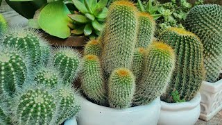 Cách trồng và chăm sóc cây xương rồng | grow and care cactus for beginners