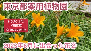 【東京都薬用植物園】2023年6月に出会った花②＃薬用植物園＃トウカンゾウ＃花散歩