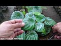 20 perbedaan peperomia watermelon jumbo vs biasa lebih baik mana