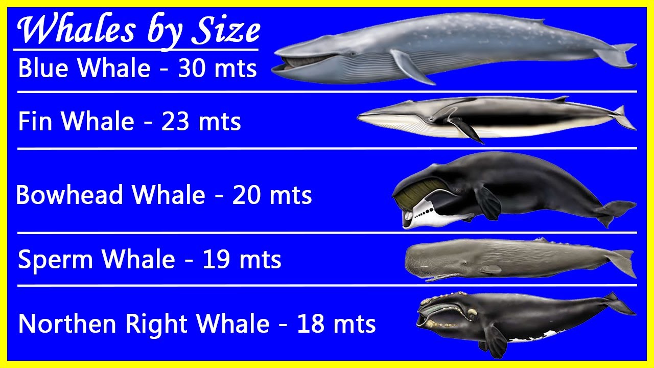 Top 5 Biggest Whales By Size And Their Real Whale Sounds Recordings ...