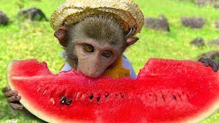 Baby monkey Bim Bim obediently eats fruit and swims with his dad
