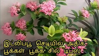 இட்லிபூ செடியில் அதிக பூக்கள் பூக்க சில டிப்ஸ்.Ixora growing tips and how to get more flowers bloom.