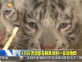 4隻白虎幼崽 亮相奧地利一家動物園