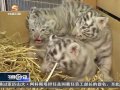 4隻白虎幼崽 亮相奧地利一家動物園