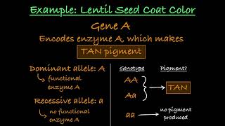 Polygenic Traits Explained