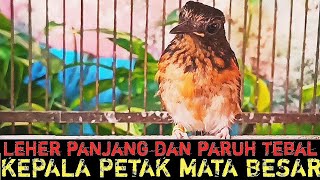 CIRI-CIRI TROTOL FIX JANTAN MAU MUTASI KE BULU METALIK‼️BEGINI TROTOL JANTAN PROSPEK‼️