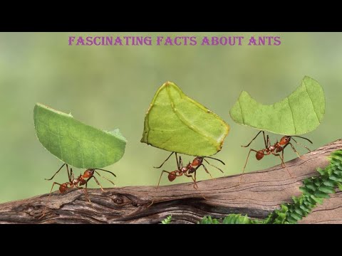 Fascinating Facts About Ants | Best Of Ants | Seven Worlds One Planet ...