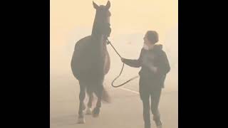 Horses Rescued From Palisades California Fire